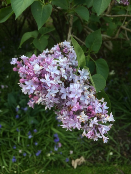 Lilac_Botanical_Garden